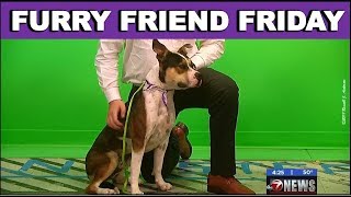 Oklahoma Pet of the Week, "LILO" Furry Friend Friday