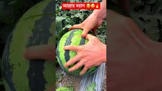 Satisfying ASMR Watermelon Cutting Skills 🍉 #shorts #streetfood