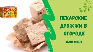 ☝Как мы  применяем пекарские дрожжи в огороде