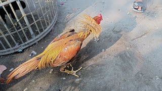 visiting biggest shamo aseel or hint horozu market in yogyakarta indonesia, south east asian country