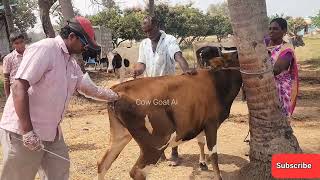 Artificial insemination in Cow