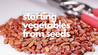 Starting vegetables from seeds | Why is it called eggplant? | Pathfinder Gardening Honor