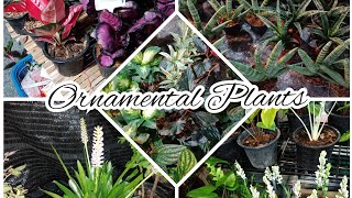 Ornamental Plants (many kinds)