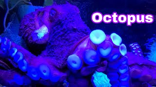 Spectacular footage of a Giant Pacific Octopus. Absolutely amazing! #Newport Aquarium