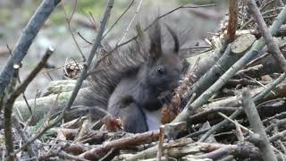 Red Squirrel with Dark Fur - Eating Spruce Seeds - Nizke Tatra, Slovakia