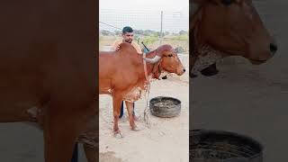 top gir breeding farm || results of Kanhaiya gir Bull