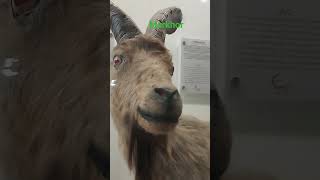 Markhor #youtube #musium #shortsvideo #shorts