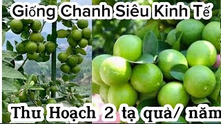 Cây Chanh Chùm Tứ Quý Ra Quả Sai Chĩu Cây Cực Đã Mắt