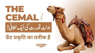 Camel a sign of QUDRAT | Oont Qudrat ki ek nishani | ऊँट प्रकृति का प्रतीक है | The knowledge Urdu 🐪