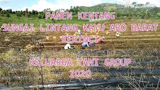 PANEN KENTANG KERINCI