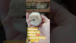 Индюшата Хайбрид конвертор Канада 🇨🇦