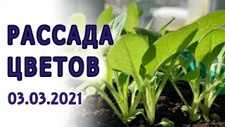 Обзор рассады цветов. 03.03.2021