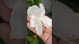 White hibiscus@Nature_e2v  #naturelovers #flowers #garden #subscribe #plants #green