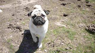 perro de campo y de ciudad