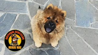 Puiul de Chow Chow 🐾 Primii pasi in educatie