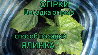 Висаджую розсаду огірків у відкрий ґрунт. Метод посадки "Ялинка"