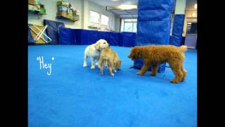 Saturdays Puppy K & Puppy Party fun