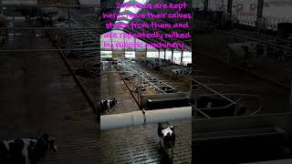 The Ugly Truth of Intensive DAIRY Farming (Dairy Farming Reality) 28 😢 #Shorts