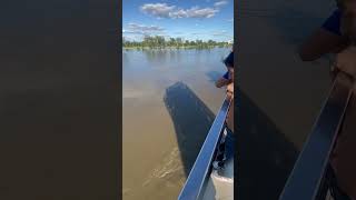 Current situation of Missouri River in Omaha #floodinomaha