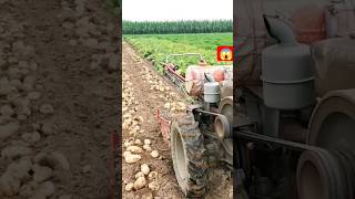 potato 🥔#farming #vegestables #satisfying #gardening #youtubeshorts #potato 🥔😱