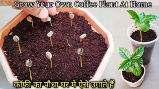 How To Grow Coffee From Seeds (With Updates)#कॉफी का पौधा घर में उगायें #CoffeePlant