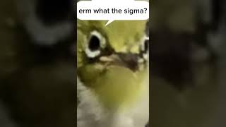 erm what the sigma #bird