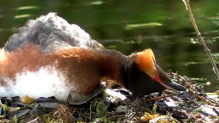 Как эта крохотная птица поганка защищает гнездо. How this tiny grebe bird protects its nest.