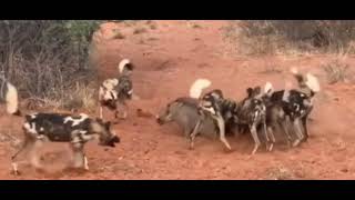 wild dog attack and eat warthog