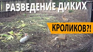 КАК Я РАЗВОЖУ ДИКИХ КРОЛИКОВ?!