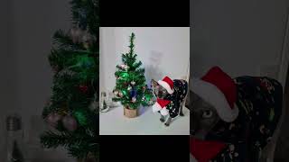 Маленький Сфинкс Макс/🎅 Санта Клаус передаёт вам огромный привет !🤗