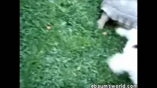 Turtle vs Dog