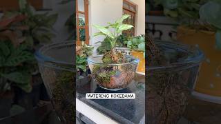 How to water kokedama| Japanese gardening technique #garden #plants #greengoatales