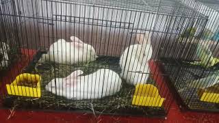 Bird and Pet Animal Expo