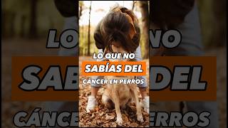 😱 Lo que no sabías del Cáncer en Perros | 5 Causas Principales Reveladas #animales #perros #cancer