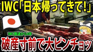 「日本帰ってきて 泣」日本が脱退した後、IWCが財政難に直面！【海外の反応】【ゆっくり解説】