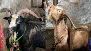 Daniyal Bhai ke 16 Exotics (Part 1) || Al Mehtab Goat Farm