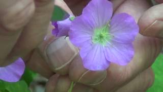 Rich Forests: Wild Geranium