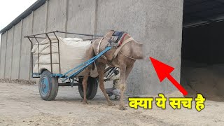 हे भगवान.. ये ऊट बिना सर के कैसे चल सकता है || camel connection || trust based camel training ?