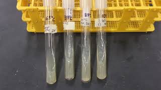 temperature control of bacterial growth results