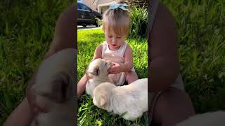 small baby playing with puppies🐶 #dog #trending #doglovers #dogsofinsta #shorts #puppy