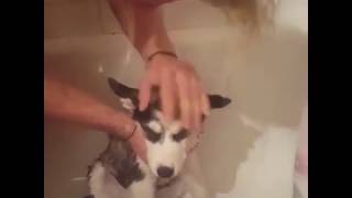 Cute husky puppy bathing