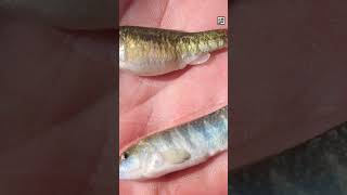 Quick Pupfish Facts - The Puppy in the Pool - Animal a Day #shorts #animals