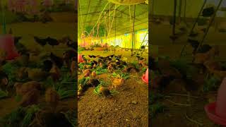 Desi Sonali Murgi Palan #desipoultryfarming #sonalimurgipalan #poultry