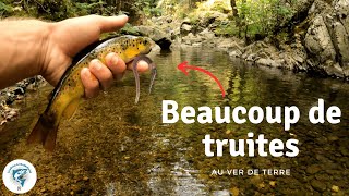 Le Ver de Terre : l'appât ULTIME pour réussir sa pêche en RUISSEAU (Truite fario)