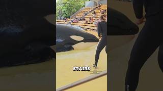 When the ORCA Raised Its Tail… Something Unbelievable Happened!🤯