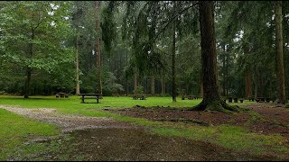 Soothing Forest Rain Sounds for Relaxation, Deep Sleep, Meditation & Yoga / Ultimate Stress Relief