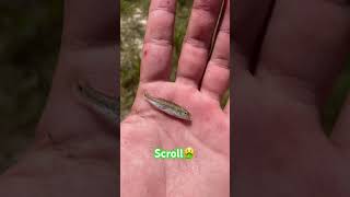 Your LM bass if you… #funny #fyp #bassfishinglife #bassandwhiskers #bass #viral #catfish #fish