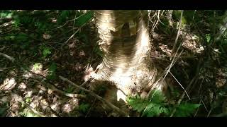 Cedar & yellow birch in Maine woods