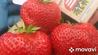 Получила ПОСЫЛКУ с рассадой от канала ДЕРЕВЕНСКОЕ АССОРТИ🍓🍓