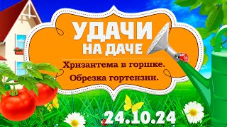 Удачи на даче. Хризантема в горшках. Как укрыть розу на зиму? Осенняя обрезка гортензии (24.10.2024)